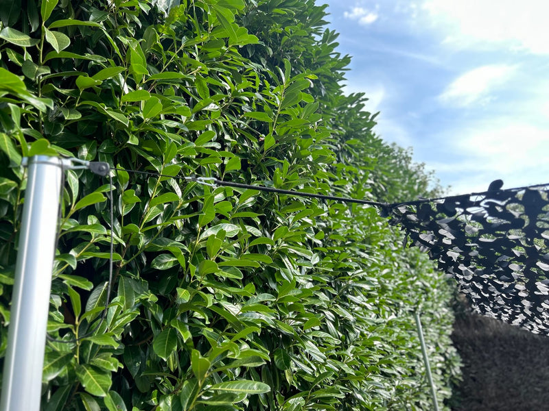 Corde a cricchetto (set di 4)